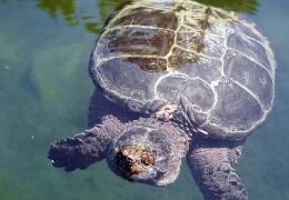 肌醇——魚(yú)、蝦飼料的能量補(bǔ)給站！